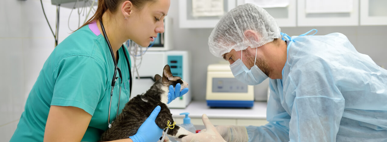 Blog da UniVS Cirurgia veterinária tudo o que você precisa saber