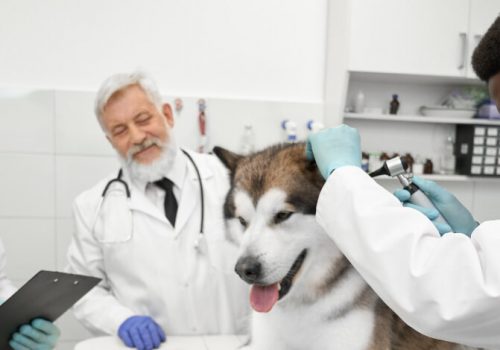 Conheça a grade curricular de Medicina Veterinária