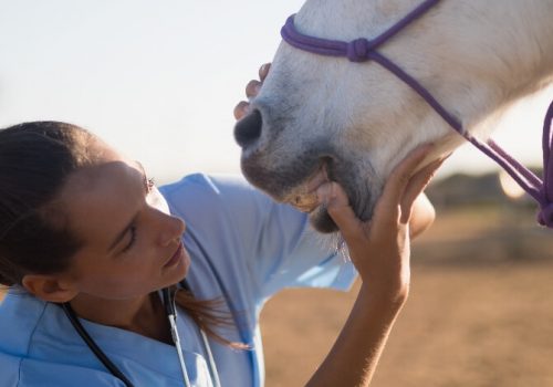 10 áreas da veterinária que mais empregam no mercado de trabalho