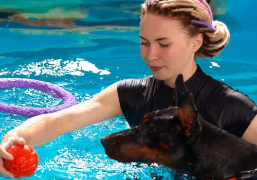 Fisioterapia animal como serviço em clínicas veterinárias