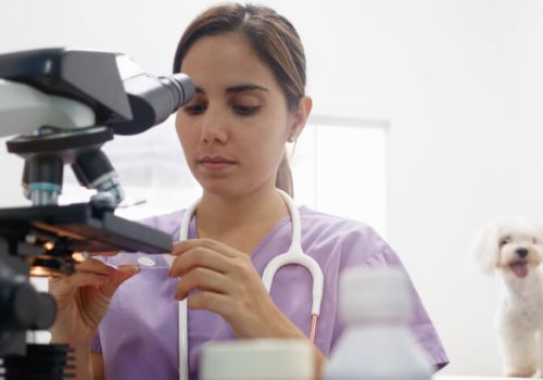 5 motivos para fazer uma faculdade de Veterinária