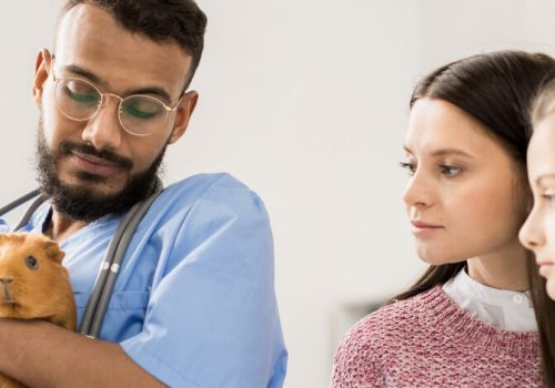 9 animais exóticos que um médico veterinário pode atender