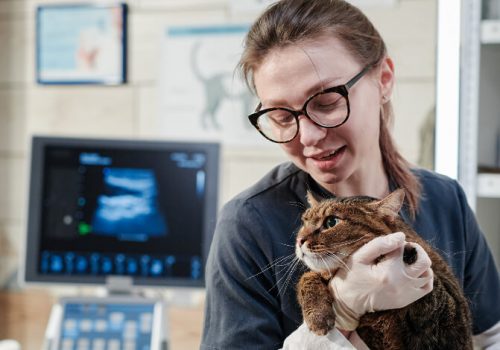 Melhores faculdades de Veterinária: 4 itens para considerar na escolha