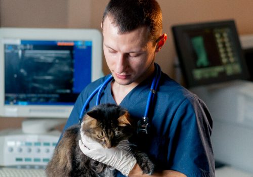 Profissão veterinária: 4 curiosidades para você descobrir