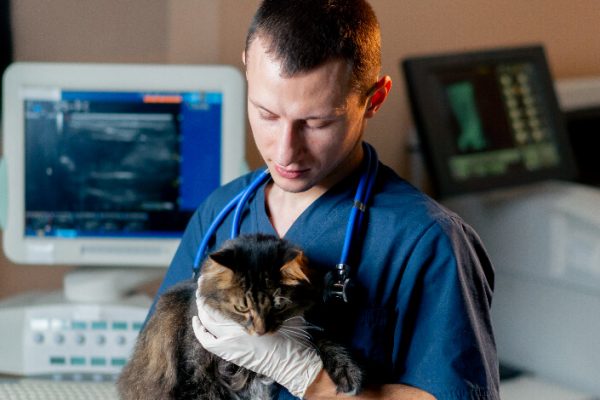 Profissão veterinária: 4 curiosidades para você descobrir