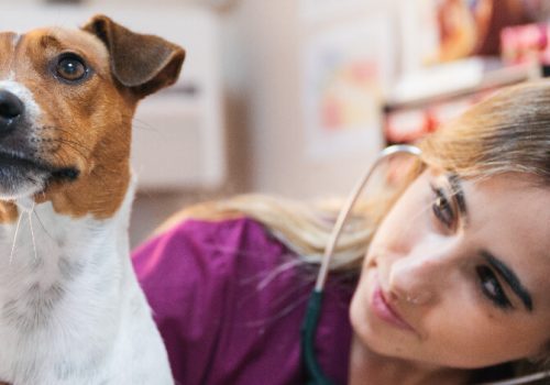 15 especialidades veterinárias em alta no Brasil